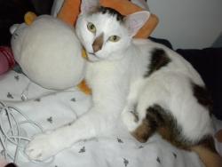 Lost Male Cat last seen kyra circle, San Jose, CA 95122