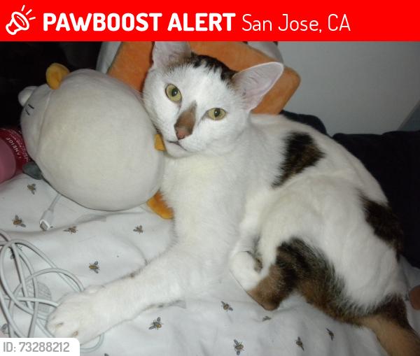 Lost Male Cat last seen kyra circle, San Jose, CA 95122