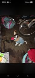 Lost Female Dog last seen Crossroads store n Hamilton high school, Hamilton, MS 39746