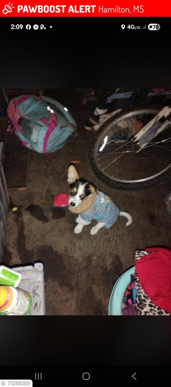 Lost Female Dog last seen Crossroads store n Hamilton high school, Hamilton, MS 39746
