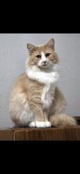 Lost Female Cat last seen Wilson & highland, Mead, WA 99021
