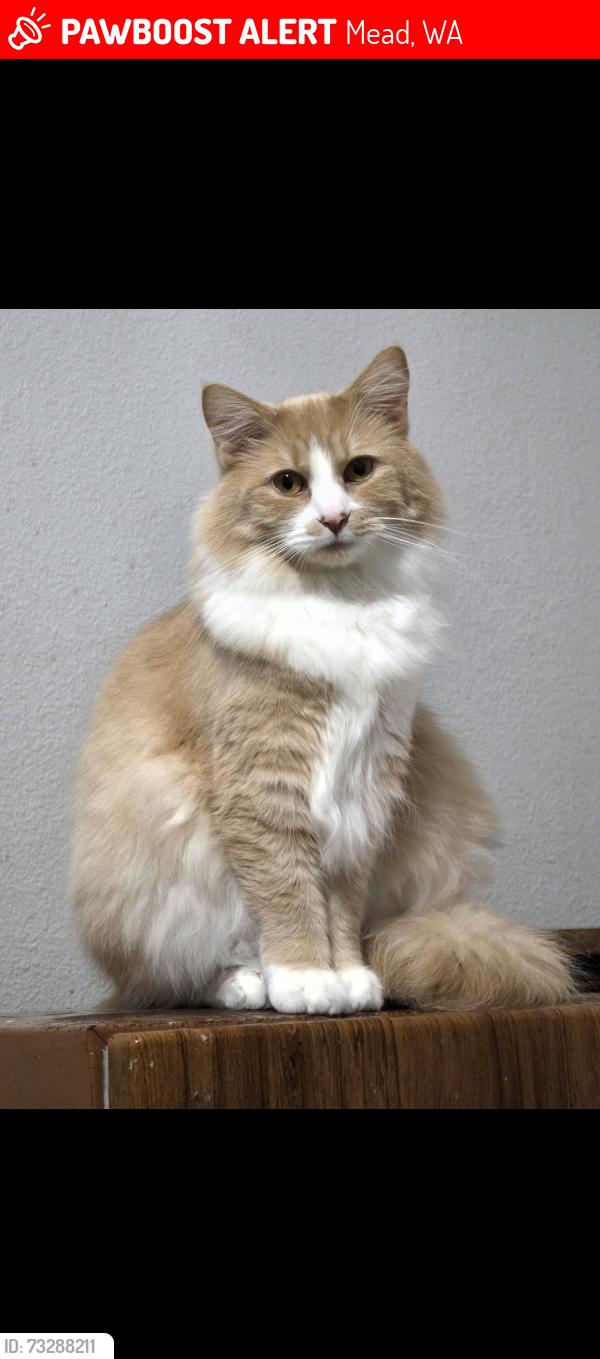 Lost Female Cat last seen Wilson & highland, Mead, WA 99021