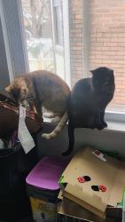 Lost Male Cat last seen Dollar general second ave., Pittsburgh, PA 15207