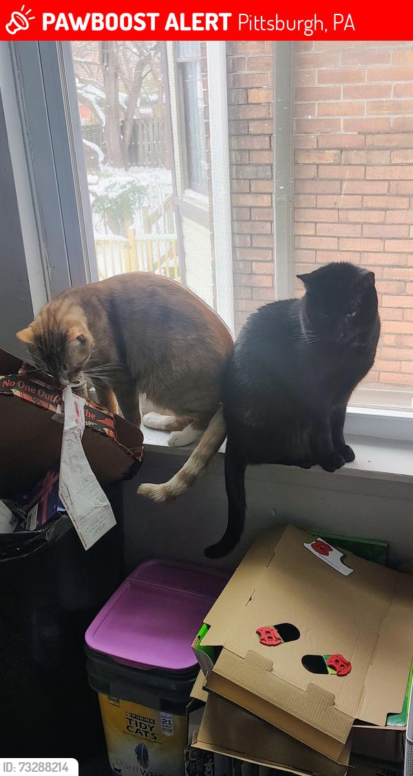 Lost Male Cat last seen Dollar general second ave., Pittsburgh, PA 15207