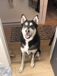 Found/Stray Male Dog last seen Near Robertson street, Victoria, BC V8S 3X1