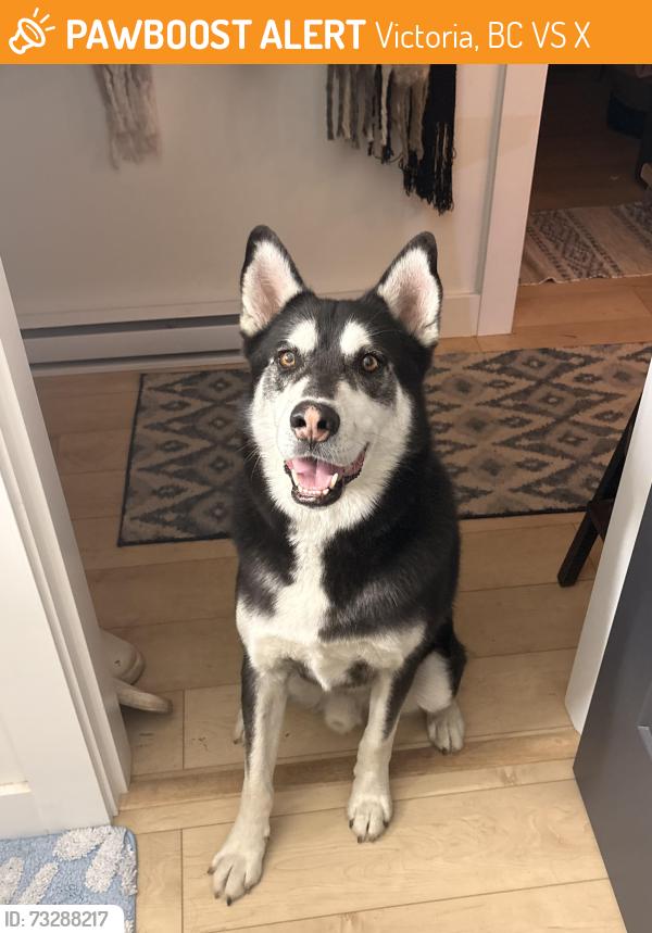 Found/Stray Male Dog last seen Near Robertson street, Victoria, BC V8S 3X1
