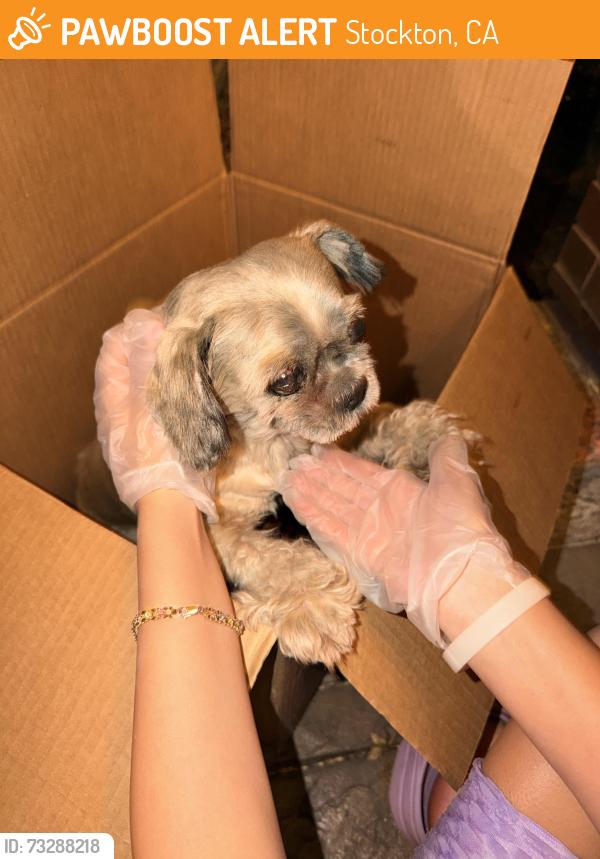 Found/Stray Unknown Dog last seen Monet dr, Stockton, CA 95206