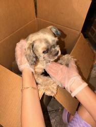 Found/Stray Unknown Dog last seen Monet dr, Stockton, CA 95206