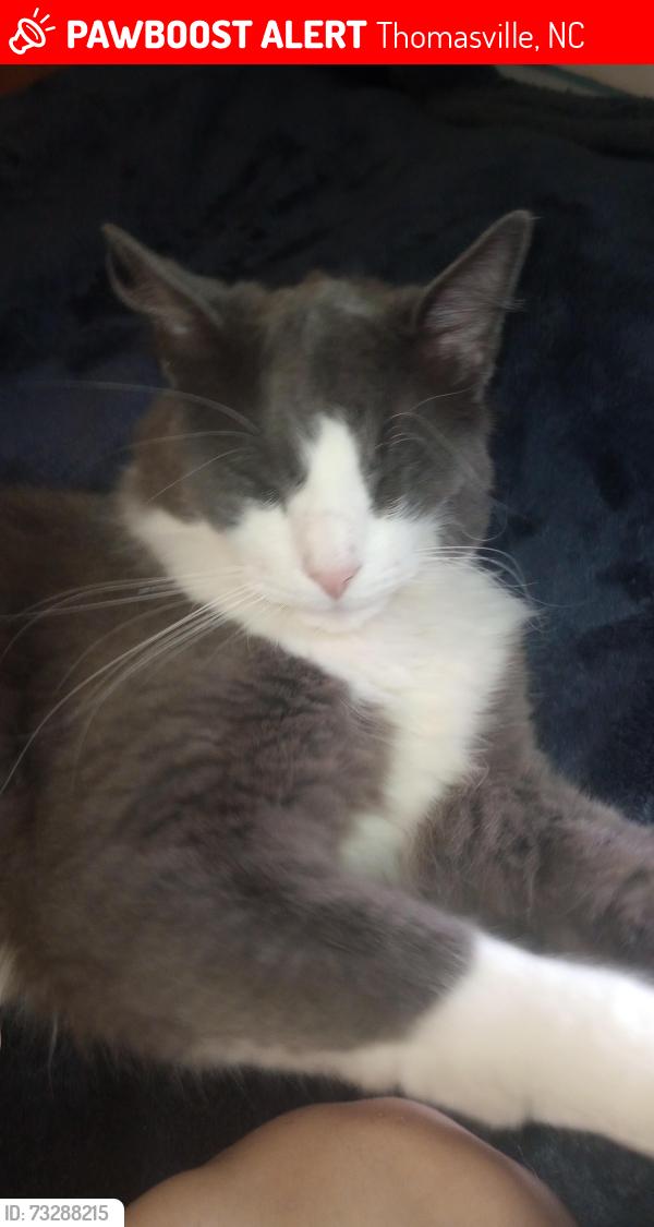 Lost Male Cat last seen Payne Rd and Hasty School Rd, Thomasville, NC 27360