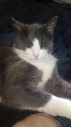 Lost Male Cat last seen Payne Rd and Hasty School Rd, Thomasville, NC 27360