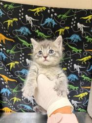 Shelter Stray Female Cat last seen Near BLOCK CANTERBURY RD, RIVERSIDE CA 92504, 6851 Van Buren Boulevard, Jurupa Valley, CA 92509, USA