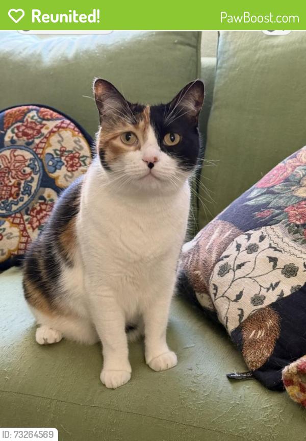 Reunited Female Cat last seen Reston way & Main St ladera ranch, Ladera Ranch, CA 92694