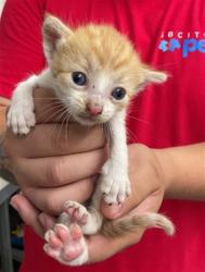 Shelter Stray Female Cat last seen Near BLOCK N CABRERA, 333 Chandler Pl, San Bernardino, CA 92408, USA