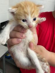 Shelter Stray Male Cat last seen Near BLOCK N CABRERA, 333 Chandler Pl, San Bernardino, CA 92408, USA