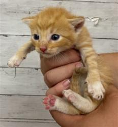 Shelter Stray Male Cat last seen Near BLOCK N CABRERA, 333 Chandler Pl, San Bernardino, CA 92408, USA