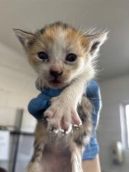 Shelter Stray Female Cat last seen Near BLOCK N CABRERA, 333 Chandler Pl, San Bernardino, CA 92408, USA