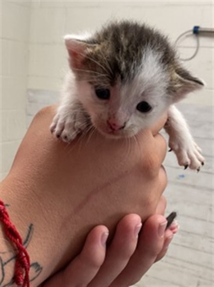 Shelter Stray Male Cat last seen Near BLOCK N CABRERA, 333 Chandler Pl, San Bernardino, CA 92408, USA