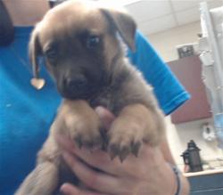 Shelter Stray Female Dog last seen Near BLOCK NORTH CAROLINA HIGHWAY 210, ROSEBORO NC 28382, 4704 Corporation Dr, Fayetteville, NC 28306, USA
