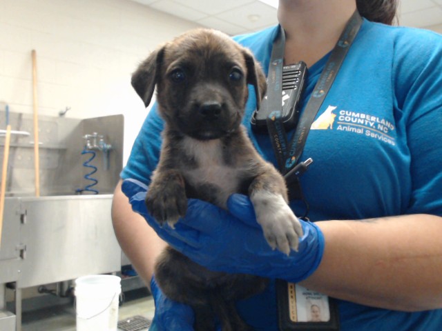 Shelter Stray Female Dog last seen Near BLOCK NORTH CAROLINA HIGHWAY 210, ROSEBORO NC 28382, 4704 Corporation Dr, Fayetteville, NC 28306, USA