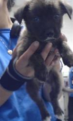 Shelter Stray Male Dog last seen Near BLOCK NORTH CAROLINA HIGHWAY 210, ROSEBORO NC 28382, 4704 Corporation Dr, Fayetteville, NC 28306, USA