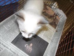 Shelter Stray Male Cat last seen , 11361 W Pico Blvd, Los Angeles, CA 90064, USA