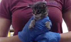Shelter Stray Male Cat last seen Near BLOCK W 10TH AVE, DENVER CO 80204, 1241 W Bayaud Ave, Denver, CO 80223, USA