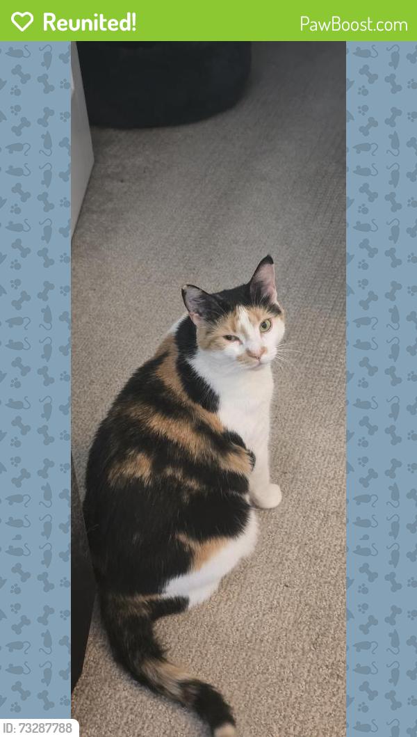 Reunited Female Cat last seen Grandview Court in Algonquin., Algonquin, IL 60102