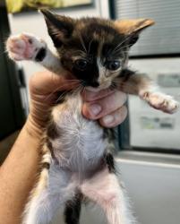 Shelter Stray Female Cat last seen , West Valley Animal Shelter, 20655 Plummer St, Chatsworth, CA 91311, USA