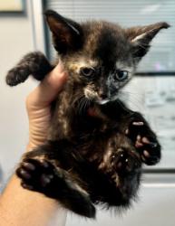 Shelter Stray Female Cat last seen , West Valley Animal Shelter, 20655 Plummer St, Chatsworth, CA 91311, USA