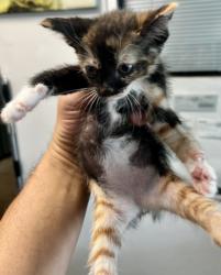 Shelter Stray Female Cat last seen , West Valley Animal Shelter, 20655 Plummer St, Chatsworth, CA 91311, USA