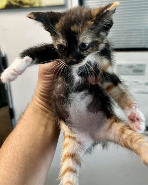 Shelter Stray Female Cat last seen , West Valley Animal Shelter, 20655 Plummer St, Chatsworth, CA 91311, USA