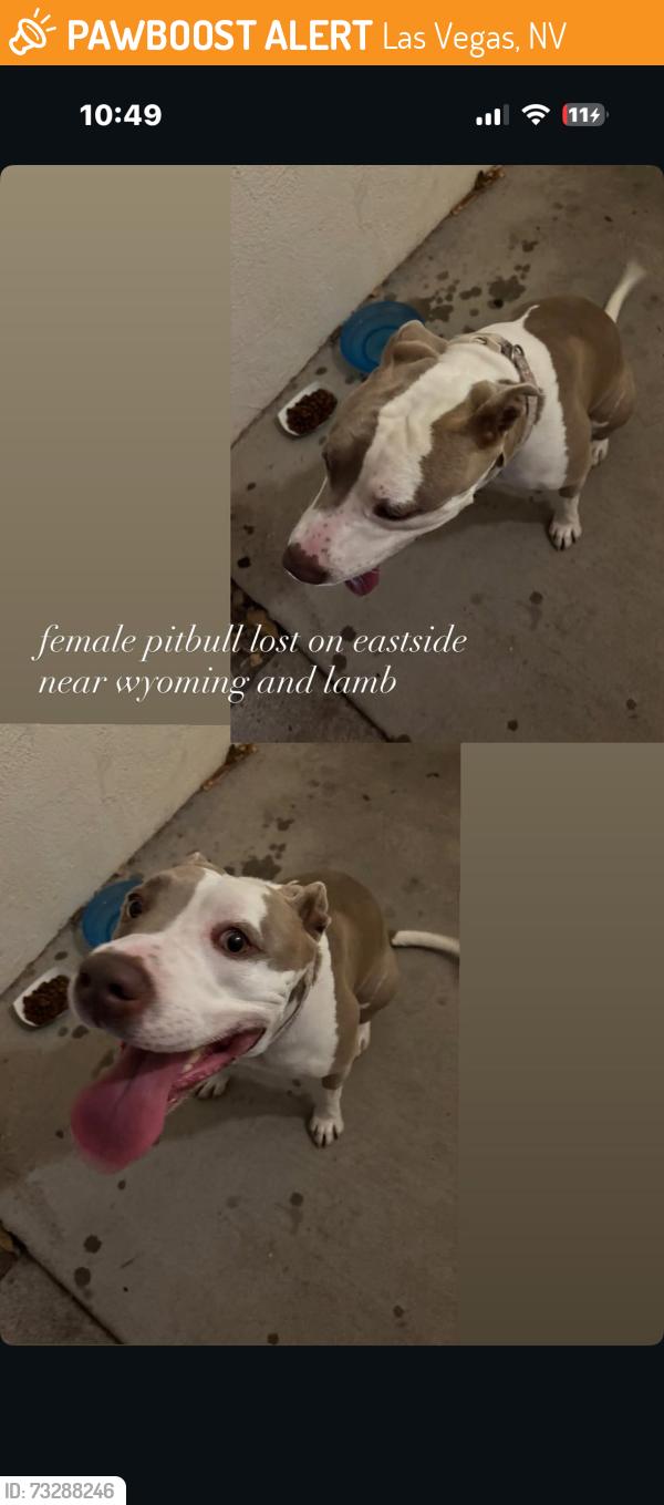 Found/Stray Female Dog last seen Wyoming Ave 89104, Las Vegas, NV 89104