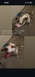 Found/Stray Female Dog last seen Wyoming Ave 89104, Las Vegas, NV 89104