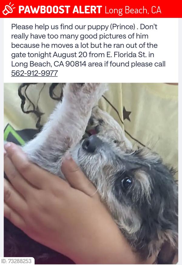 Lost Male Dog last seen East Florida st and Junipero, Long Beach, CA 90801