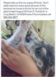 Lost Male Dog last seen East Florida st and Junipero, Long Beach, CA 90801