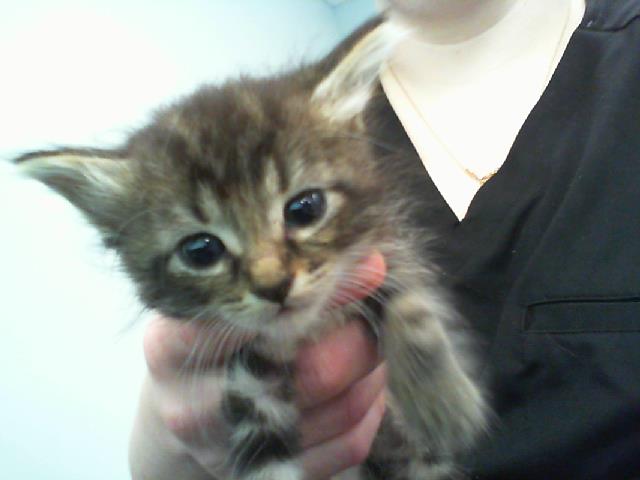 Shelter Stray Female Cat last seen HUNTERSVILLE, 8315 Byrum Dr, Charlotte, NC 28217, USA