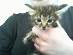 Shelter Stray Male Cat last seen HUNTERSVILLE, 8315 Byrum Dr, Charlotte, NC 28217, USA