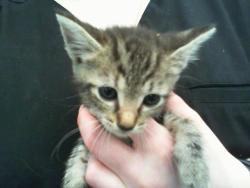 Shelter Stray Female Cat last seen HUNTERSVILLE, 8315 Byrum Dr, Charlotte, NC 28217, USA