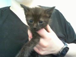 Shelter Stray Female Cat last seen HUNTERSVILLE, 8315 Byrum Dr, Charlotte, NC 28217, USA