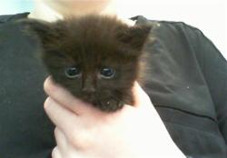 Shelter Stray Female Cat last seen HUNTERSVILLE, 8315 Byrum Dr, Charlotte, NC 28217, USA