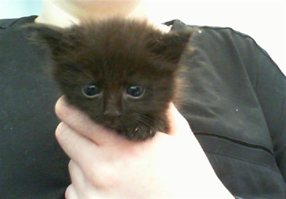 Shelter Stray Female Cat last seen HUNTERSVILLE, 8315 Byrum Dr, Charlotte, NC 28217, USA