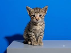 Shelter Stray Female Cat last seen JFRD TACTICAL 355 ELLIS RD S, JACKSONVILLE, FL 32254, 2020 Forest St, Jacksonville, FL 32204, USA