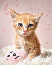 Shelter Stray Male Cat last seen Near BLOCK PARRAMORE RD, 2020 Forest St, Jacksonville, FL 32204, USA