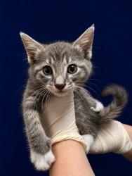Shelter Stray Female Cat last seen Near BLOCK HARTLEY RD, 2020 Forest St, Jacksonville, FL 32204, USA