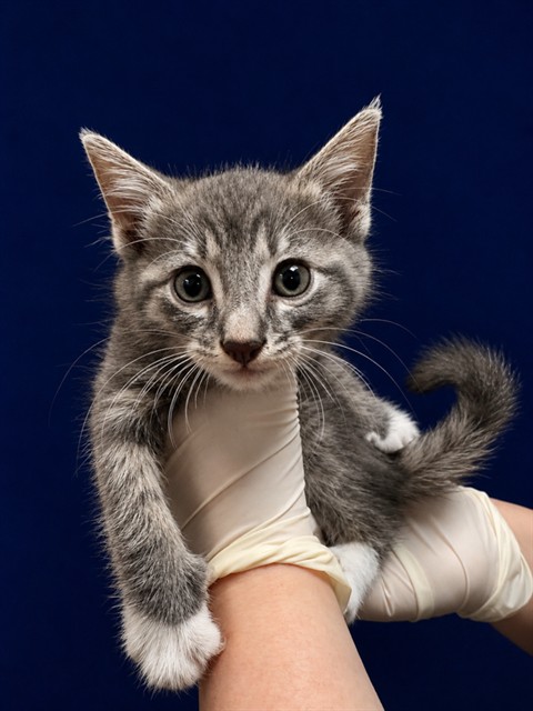 Shelter Stray Female Cat last seen Near BLOCK HARTLEY RD, 2020 Forest St, Jacksonville, FL 32204, USA
