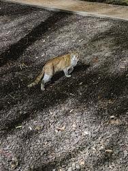 Found/Stray Unknown Cat last seen Roberto Antonio Balermino Park, San Jose, CA 95125