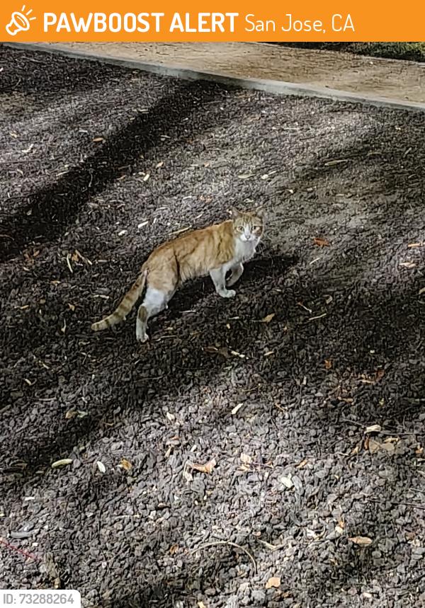 Found/Stray Unknown Cat last seen Roberto Antonio Balermino Park, San Jose, CA 95125