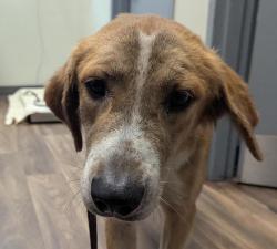 Shelter Stray Female Dog last seen Near Via De La Amistad, San Diego, CA, 92154, 5500 Gaines St, San Diego, CA 92110, USA