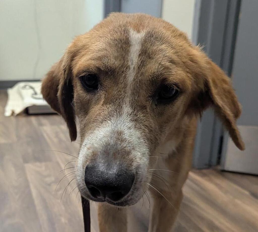 Shelter Stray Female Dog last seen Near Via De La Amistad, San Diego, CA, 92154, 5500 Gaines St, San Diego, CA 92110, USA