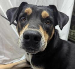 Shelter Stray Female Dog last seen Near Via De La Amistad, San Diego, CA, 92154, 5500 Gaines St, San Diego, CA 92110, USA